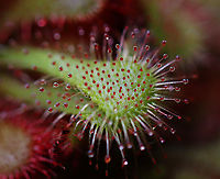 Spoon-leaved Sundew (Drosera spatulata) *This is a houseplant<br />
<br />
https://www.jungledragon.com/image/94870/spoon-leaved_sundew_drosera_spatulata_feasting_on_ochlerotatus_japonicus.html Drosera,Drosera spatulata,Geotagged,Spoon-leaved sundew,Spring,Sundew,United States