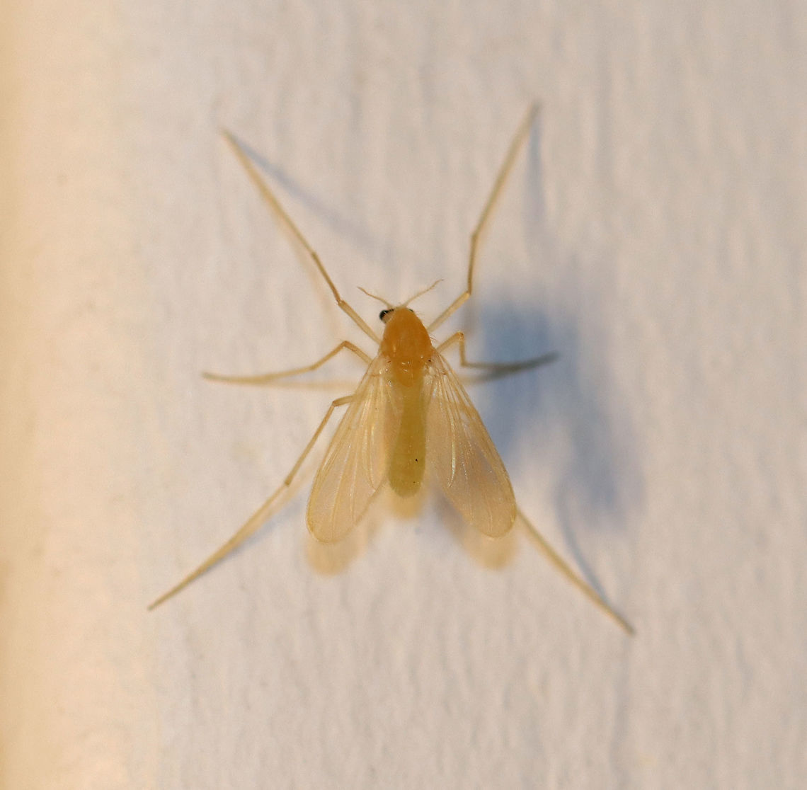 Midge (Female) - Family Chironomidae, Tribe Pentaneurini Less than 5 mm in size<br />
<br />
Habitat: Attracted to a light at night in a semi-rural area Chirnomidae,Geotagged,Pentaneurini,Spring,Tanypodinae,United States,midge