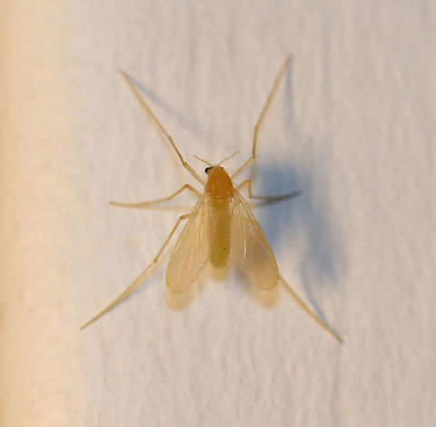 Midge (Female) - Family Chironomidae, Tribe Pentaneurini Less than 5 mm in size

Habitat: Attracted to a light at night in a semi-rural area Chirnomidae,Geotagged,Pentaneurini,Spring,Tanypodinae,United States,midge