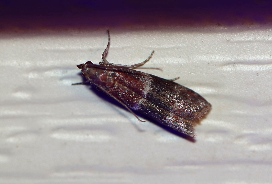 Darker Moodna Moth - Moodna ostrinella TL: ~8 mm. Red FW with blackish median band that was edged in silvery white. Hosts: Apples, birch, cotton, oak, pine, sumac...Status: Common<br />
<br />
Attracted to a 395 nm LED light in a semi-rural area.<br />
<br />
2020(35) Geotagged,Moodna,Moodna ostrinella,Spring,United States,moth