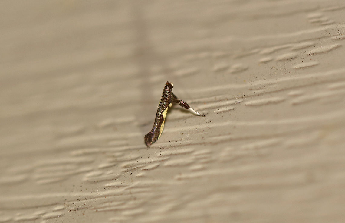 Dogwood Caloptilia - Caloptilia belfragella TL: ~7 mm. Brown FW with elongated pale costal streak. Host: Dogwood. Status: Common<br />
<br />
Attracted to a 395 nm LED light in a semi-rural area.<br />
<br />
2020(36) Caloptilia belfragella,Geotagged,Spring,United States,moth