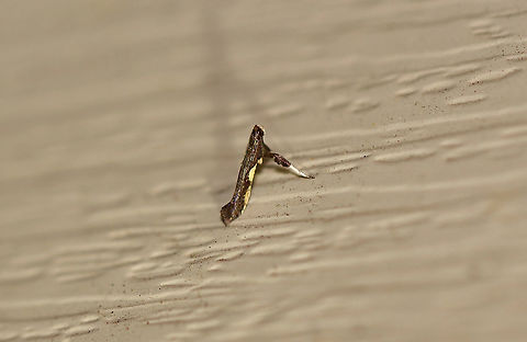 Dogwood Caloptilia - Caloptilia belfragella TL: ~7 mm. Brown FW with elongated pale costal streak. Host: Dogwood. Status: Common

Attracted to a 395 nm LED light in a semi-rural area.

2020(36) Caloptilia belfragella,Geotagged,Spring,United States,moth