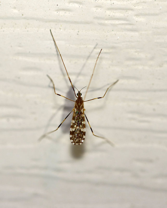 Crane Fly - Erioptera caliptera Habitat: Attracted to a 395 nm light in a semi-rural area Erioptera caliptera,Geotagged,Spring,United States,crane fly,fly