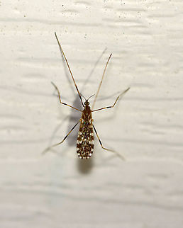 Crane Fly - Erioptera caliptera Habitat: Attracted to a 395 nm light in a semi-rural area Erioptera caliptera,Geotagged,Spring,United States,crane fly,fly