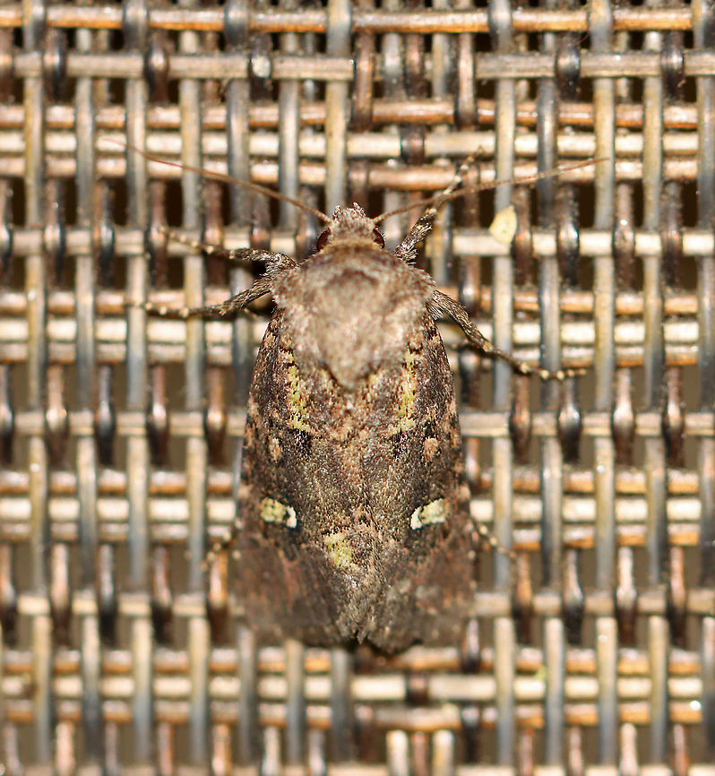 Bristly Cutworm - Lacinipolia renigera TL: 15 mm. Lime green basal dash and green center of white-edged reniform spot. Claviform spot is black.<br />
<br />
Habitat: Attracted to a 395 nm LED light at night in a semi-rural area.<br />
<br />
2020(37) Geotagged,Kidney-spotted minor,Lacinipolia renigera,Spring,United States,bristly cutworm,moth
