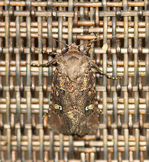 Bristly Cutworm - Lacinipolia renigera TL: 15 mm. Lime green basal dash and green center of white-edged reniform spot. Claviform spot is black.

Habitat: Attracted to a 395 nm LED light at night in a semi-rural area.

2020(37) Geotagged,Kidney-spotted minor,Lacinipolia renigera,Spring,United States,bristly cutworm,moth