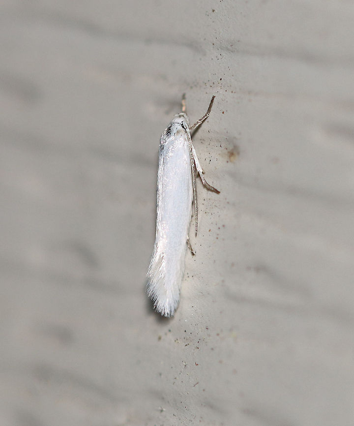 Pearly-winged Lichen Moth - Crambidia casta TL: ~17 mm. White FW, abdomen, and thorax. Host: Lichen. Status: Common<br />
<br />
Habitat: Attracted to a 395 nm LED light at night in a semi-rural area.<br />
<br />
2020(38) Crambidia casta,Geotagged,Pearly-winged Lichen Moth,Spring,United States,moth