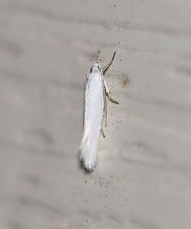 Pearly-winged Lichen Moth - Crambidia casta TL: ~17 mm. White FW, abdomen, and thorax. Host: Lichen. Status: Common

Habitat: Attracted to a 395 nm LED light at night in a semi-rural area.

2020(38) Crambidia casta,Geotagged,Pearly-winged Lichen Moth,Spring,United States,moth