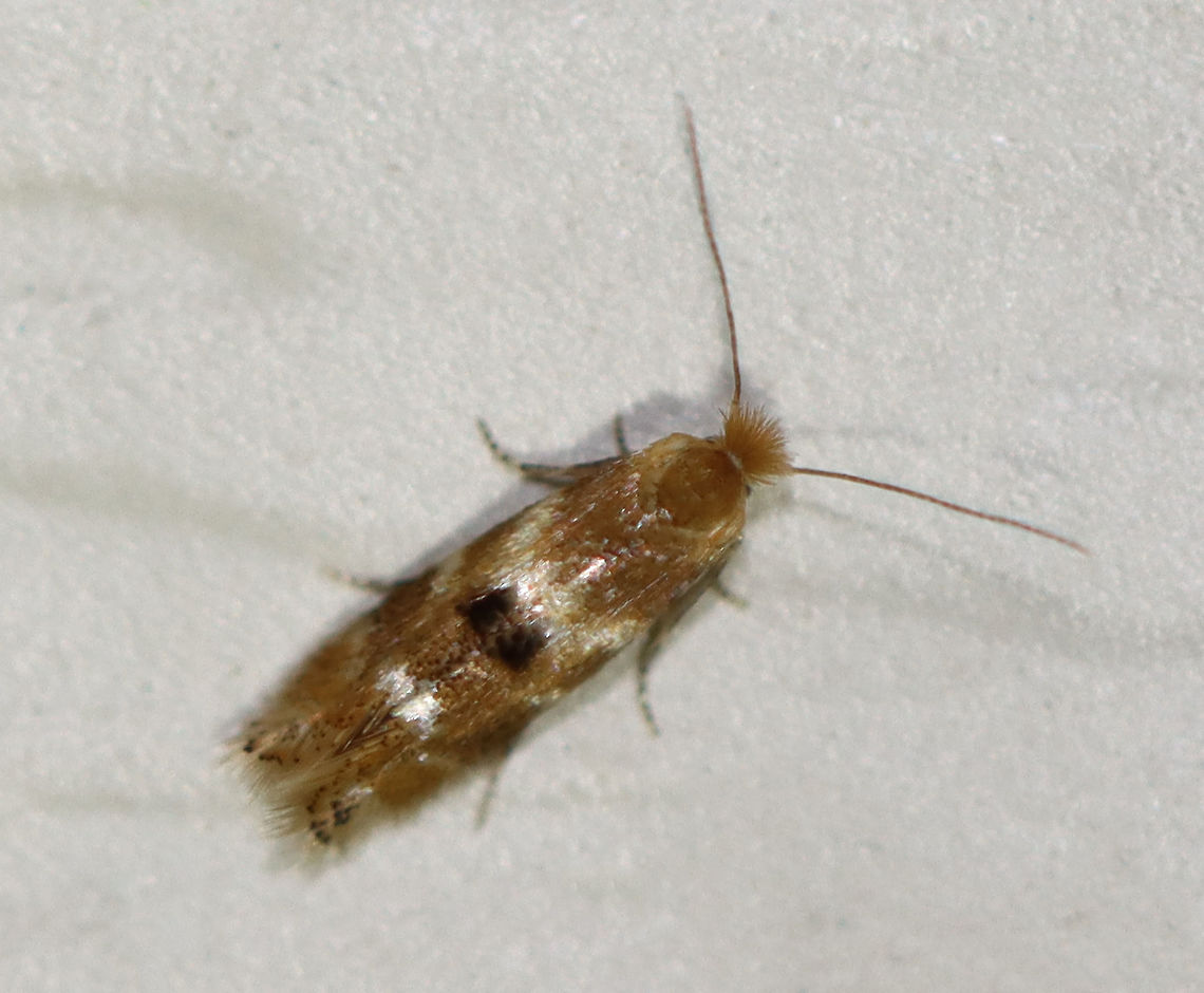 Crowned Bucculatrix - Bucculatrix coronatella TL: ~4 mm. FW with raised tuft of dark scales near midpoint of inner margin. Hosts: Unknown. Status: Uncommon.<br />
<br />
Habitat: Attracted to a 395 nm LED light at night in a semi-rural area.<br />
<br />
2020(39) Bucculatrix,Bucculatrix coronatella,Crowned Bucculatrix,Geotagged,Spring,United States,moth