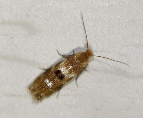 Crowned Bucculatrix - Bucculatrix coronatella TL: ~4 mm. FW with raised tuft of dark scales near midpoint of inner margin. Hosts: Unknown. Status: Uncommon.

Habitat: Attracted to a 395 nm LED light at night in a semi-rural area.

2020(39) Bucculatrix,Bucculatrix coronatella,Crowned Bucculatrix,Geotagged,Spring,United States,moth