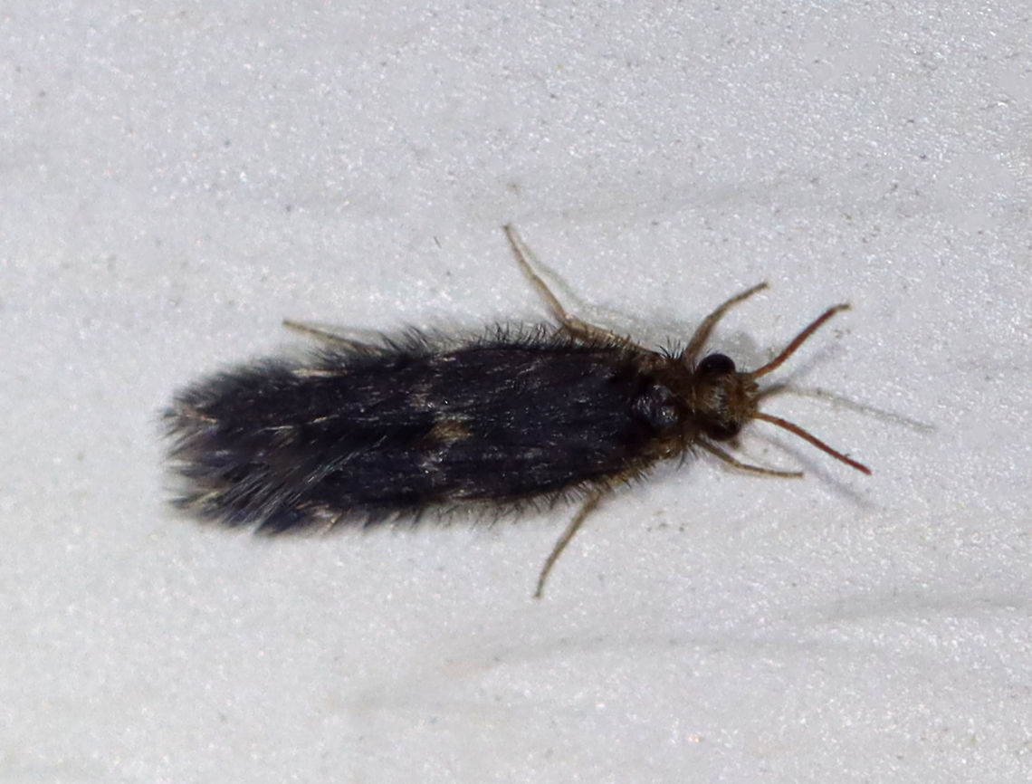 Microcaddisfly - Family Hydroptilidae Teeny tiny, fuzzy microcaddisfly.<br />
<br />
Habitat: Attracted to a light in a semi-rural area. Geotagged,Hydroptilidae,Spring,United States,microcaddisfly