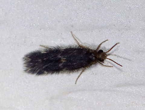Microcaddisfly - Family Hydroptilidae Teeny tiny, fuzzy microcaddisfly.

Habitat: Attracted to a light in a semi-rural area. Geotagged,Hydroptilidae,Spring,United States,microcaddisfly