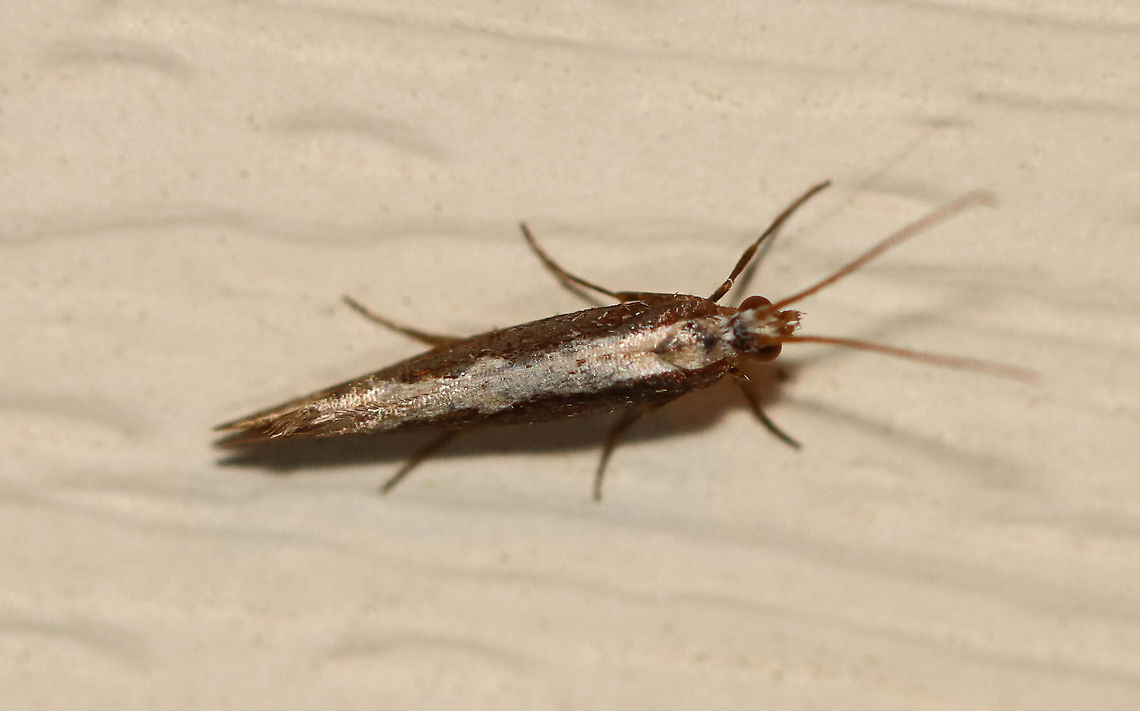 Diamondback moth - Plutella xylostella Total length: ~7 mm. Forewing is dark brown with a jagged ochre stripe along the inner margin.<br />
<br />
Habitat: Attracted to a 395 nm LED light at night in a semi-rural area.<br />
<br />
2020(40) Diamondback moth,Geotagged,Plutella xylostella,Spring,United States,moth