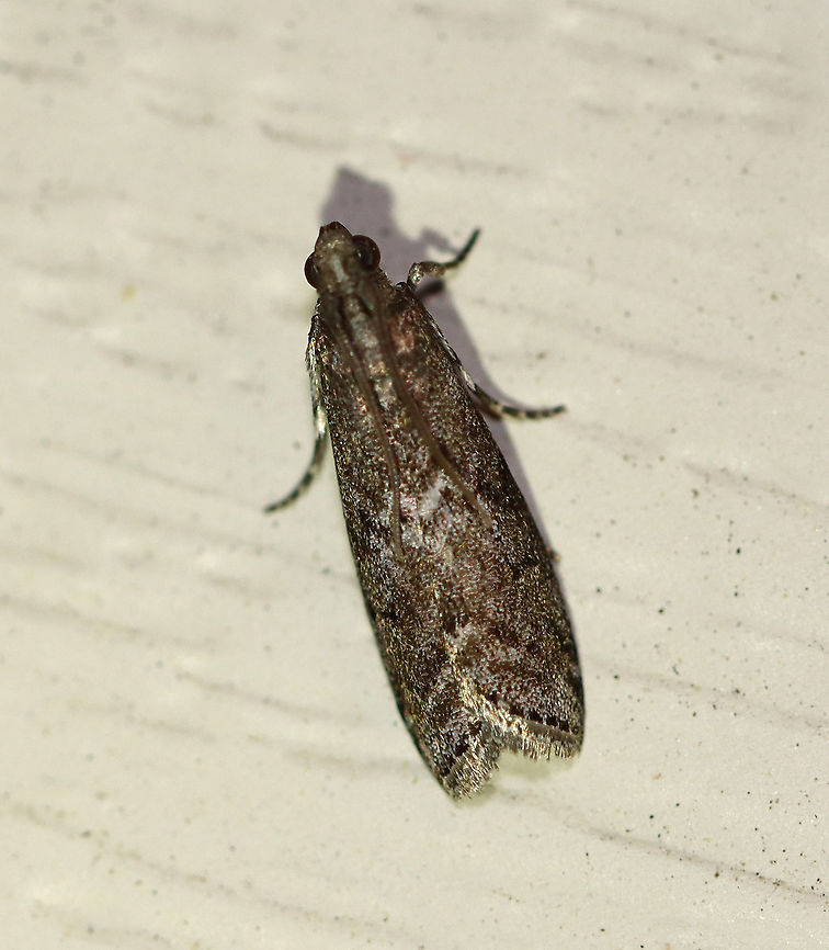 Locust Leafroller Moth - Sciota subcaesiella Total length: ~12 mm. Mottled gray forewings are tinted with brown. Black median band is edged with white. Host: Black locust. Status: Common<br />
<br />
Habitat: Attracted to a 395 nm LED light at night in a semi-rural area.<br />
<br />
2020(41) Geotagged,Locust Leafroller,Sciota,Sciota subcaesiella,Spring,United States,moth
