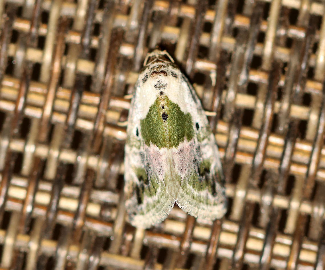 Black-dotted Glyph - Maliattha synochitis TL: ~10 mm. White FW is mottled green in basal, median, and ST areas. Triangular green patch in inner median area forms a saddle. Black orbicular spots. Host: Smartweed. Status: Common<br />
<br />
Habitat: Attracted to an LED light (395 nm) in a semi-rural area<br />
<br />
2020(42) Black-dotted maliattha,Geotagged,Maliattha synochitis,Spring,United States,moth