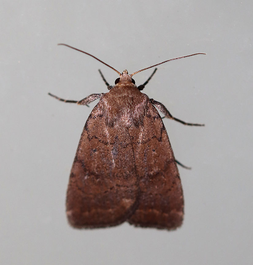 Slowpoke Moth - Athetis tarda TL: ~15 mm. Brown FW with blackish AM and PM lines that are slightly scalloped. Orbicular spot is a tiny black dot. Reniform spot is outlined in yellow. ST line is edged in yellow. Host: Oak. Status: Common.<br />
<br />
Habitat: Attracted to a 395 nm light in a semi-rural area.<br />
<br />
2020(d) Athetis tarda,Geotagged,Slowpoke moth,Spring,United States,moth
