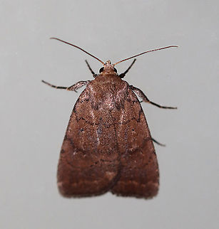 Slowpoke Moth - Athetis tarda TL: ~15 mm. Brown FW with blackish AM and PM lines that are slightly scalloped. Orbicular spot is a tiny black dot. Reniform spot is outlined in yellow. ST line is edged in yellow. Host: Oak. Status: Common.

Habitat: Attracted to a 395 nm light in a semi-rural area.

2020(d) Athetis tarda,Geotagged,Slowpoke moth,Spring,United States,moth