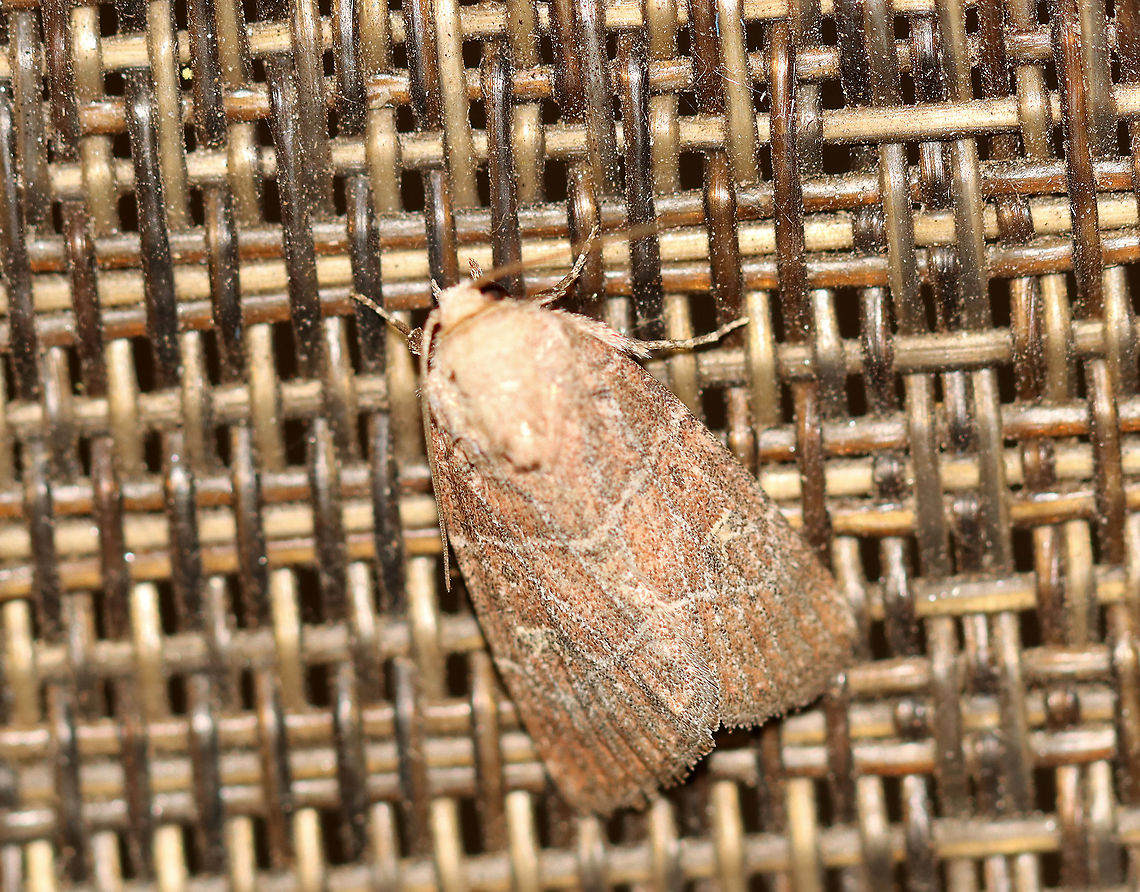 Grateful Midget - Elaphria grata TL: ~12 mm. Reddish brown FW peppered with white scales along the black veins. Slightly curved AM and PM lines. Orbicular spot is a small black dot. Hourglass-shaped reniform spot.  Hosts: Violet, clover, and oak. Status: Common<br />
<br />
Habitat: Attracted to an LED light (395 nm) in a semi-rural area<br />
<br />
2020(43) Elaphria,Elaphria grata,Geotagged,Spring,United States,grateful midget,moth