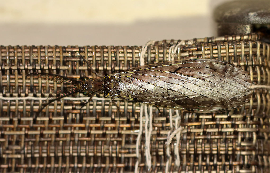Summer Fishfly - Chauliodes rastricornis Pectinate antennae; head and pronotum with yellow markings.<br />
<br />
Habitat: Attracted to a light in a semi-rural area Chauliodes,Chauliodes pectinicornis,Chauliodes rastricornis,Geotagged,Spring,United States,fishfly,summer fishfly