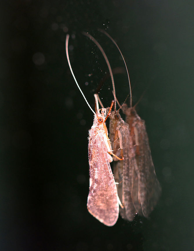 Caddisfly (Order Trichoptera) Habitat: Attracted to a light in a semi-rural area Geotagged,Spring,Trichoptera,United States,caddisfly