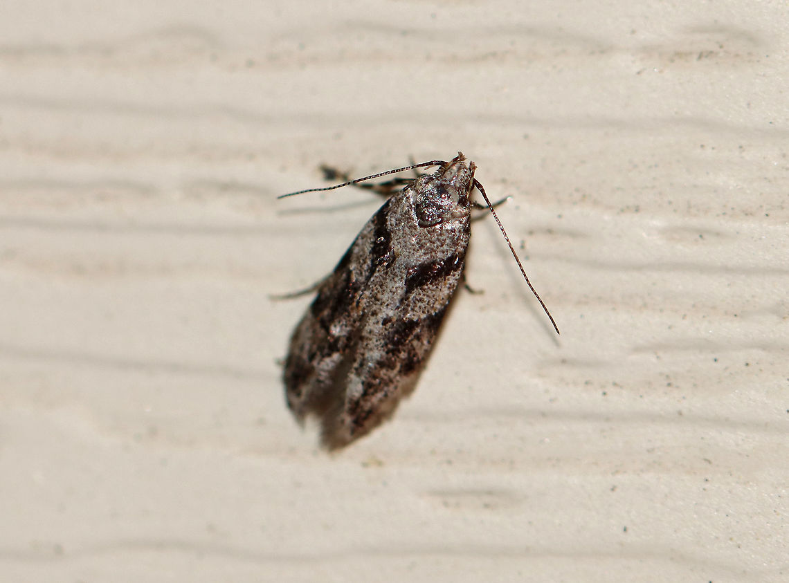 Pseudotelphusa quercinigracella Habitat: Attracted to a 395 nm light in a semi-rural area<br />
<br />
2020(43) Geotagged,Pseudotelphusa,Pseudotelphusa quercinigracella,Spring,United States,moth