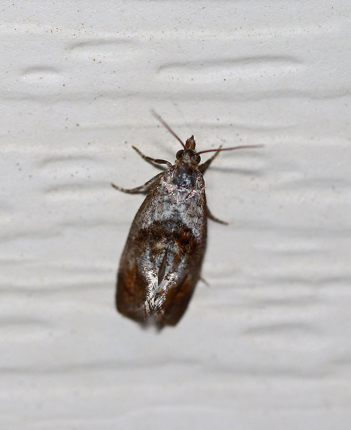 Unidentified Moth Maybe Family Tortricidae - Tribe Cochylini? Could be Apotomops sp., Gynnidomorpha sp., Cochylis sp., or ??<br />
<br />
Habitat: Attracted to a 395 nm light in a semi-rural area<br />
<br />
2020(44) Geotagged,Spring,United States,moth