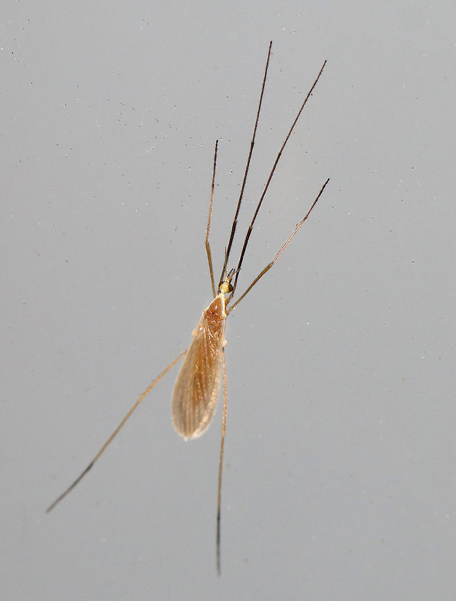 Limoniid Crane Fly - Limoniidae, Molophilus sp. This was such an odd crane fly. It was tiny and it's body and posture was flattened against the glass. Species-level ID probably is not possible, unfortunately. <br />
<br />
Habitat: Attracted to a light in a semi-rural area Geotagged,Limoniid Crane Fly,Molophilus,Spring,United States,crane fly,diptera,limoniidae
