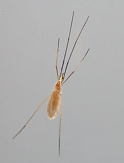 Limoniid Crane Fly - Limoniidae, Molophilus sp. This was such an odd crane fly. It was tiny and it's body and posture was flattened against the glass. Species-level ID probably is not possible, unfortunately. 

Habitat: Attracted to a light in a semi-rural area Geotagged,Limoniid Crane Fly,Molophilus,Spring,United States,crane fly,diptera,limoniidae