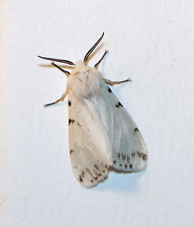 Fall Webworm - Hyphantria cunea Habitat: Attracted to a 395 nm light in a semi-rural area

2020(45)
https://www.jungledragon.com/image/94932/agreeable_tiger_moth_-_spilosoma_congrua.html Fall webworm,Geotagged,Hyphantria cunea,Spring,United States,moth