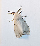 Fall Webworm - Hyphantria cunea Habitat: Attracted to a 395 nm light in a semi-rural area<br />
<br />
2020(45)<br />
https://www.jungledragon.com/image/94932/agreeable_tiger_moth_-_spilosoma_congrua.html Fall webworm,Geotagged,Hyphantria cunea,Spring,United States,moth