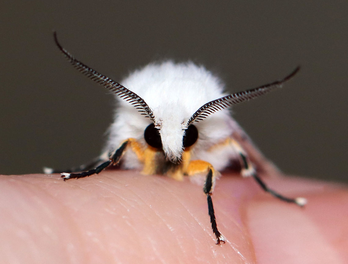 Fall Webworm - Hyphantria cunea Habitat: Attracted to a 395 nm light in a semi-rural area<br />
<br />
2020(45)<br />
<figure class="photo"><a href="https://www.jungledragon.com/image/94931/fall_webworm_-_hyphantria_cunea.html" title="Fall Webworm - Hyphantria cunea"><img src="https://s3.amazonaws.com/media.jungledragon.com/images/3232/94931_thumb.jpg?AWSAccessKeyId=05GMT0V3GWVNE7GGM1R2&Expires=1770854410&Signature=mJkjgoX%2FhBhjySVPaVbqfzre5JQ%3D" width="132" height="152" alt="Fall Webworm - Hyphantria cunea Habitat: Attracted to a 395 nm light in a semi-rural area<br />
<br />
2020(45)<br />
https://www.jungledragon.com/image/94932/agreeable_tiger_moth_-_spilosoma_congrua.html Fall webworm,Geotagged,Hyphantria cunea,Spring,United States,moth" /></a></figure> Fall webworm,Geotagged,Hyphantria cunea,Spring,United States