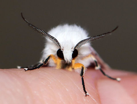 Fall Webworm - Hyphantria cunea Habitat: Attracted to a 395 nm light in a semi-rural area

2020(45)
https://www.jungledragon.com/image/94931/agreeable_tiger_moth_-_spilosoma_congrua.html Fall webworm,Geotagged,Hyphantria cunea,Spring,United States