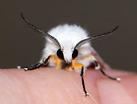 Fall Webworm - Hyphantria cunea Habitat: Attracted to a 395 nm light in a semi-rural area<br />
<br />
2020(45)<br />
https://www.jungledragon.com/image/94931/agreeable_tiger_moth_-_spilosoma_congrua.html Fall webworm,Geotagged,Hyphantria cunea,Spring,United States
