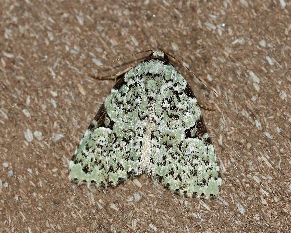Green Leuconycta - Leuconycta diphteroides TL: ~15 mm. Pale green FW marked with scalloped lines. Checkered terminal line and fringe. Hosts: goldenrod and aster. Status: common<br />
<br />
Habitat: Attracted to a 395 nm light in a semi-rural area<br />
<br />
2020(46) Geotagged,Green Leuconycta Moth,Leuconycta diphteroides,Spring,United States,moth
