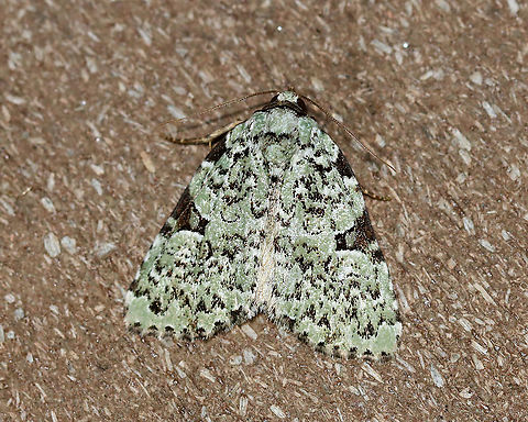 Green Leuconycta - Leuconycta diphteroides TL: ~15 mm. Pale green FW marked with scalloped lines. Checkered terminal line and fringe. Hosts: goldenrod and aster. Status: common

Habitat: Attracted to a 395 nm light in a semi-rural area

2020(46) Geotagged,Green Leuconycta Moth,Leuconycta diphteroides,Spring,United States,moth