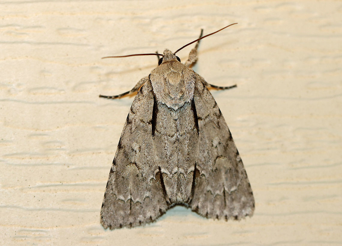 Interrupted Dagger - Acronicta interrupta TL: ~20 mm. Gray FW with black basal dash; white-edged PM line is pierced by thin black anal dash. Hosts: Deciduous trees. Status: Common<br />
<br />
Habitat: Attracted to a 395 nm light in a semi-rural area<br />
<br />
2020(47) Acronicta interrupta,Geotagged,Interrupted Dagger,Spring,United States,moth