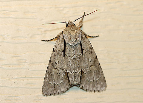 Acronicta interrupta