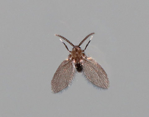 Moth Fly - Threticus bicolor Pointy wings, drab coloration, and long antennae are characteristic of this genus. I'll be seeking confirmation for the species ID though.

Habitat: Attracted to a light in a semi-rural area Geotagged,Psychodidae,Spring,Threticus,Threticus bicolor,United States,moth fly