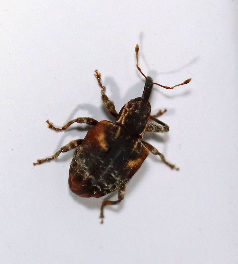 Cambrium Curculio - Conotrachelus anaglypticus TL: ~ 3 mm. Black and white weevil with two diagonal orange lines of setae on each side of the pronotum. Hosts: Fruit and shade trees<br />
<br />
Habitat: Attracted to a 395 nm LED light in a semi-rural area. Cambium curculio,Conotrachelus anaglypticus,Curculio,Geotagged,Spring,United States,beetle,weevil