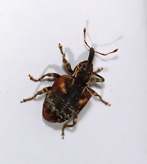 Cambrium Curculio - Conotrachelus anaglypticus TL: ~ 3 mm. Black and white weevil with two diagonal orange lines of setae on each side of the pronotum. Hosts: Fruit and shade trees

Habitat: Attracted to a 395 nm LED light in a semi-rural area. Cambium curculio,Conotrachelus anaglypticus,Curculio,Geotagged,Spring,United States,beetle,weevil