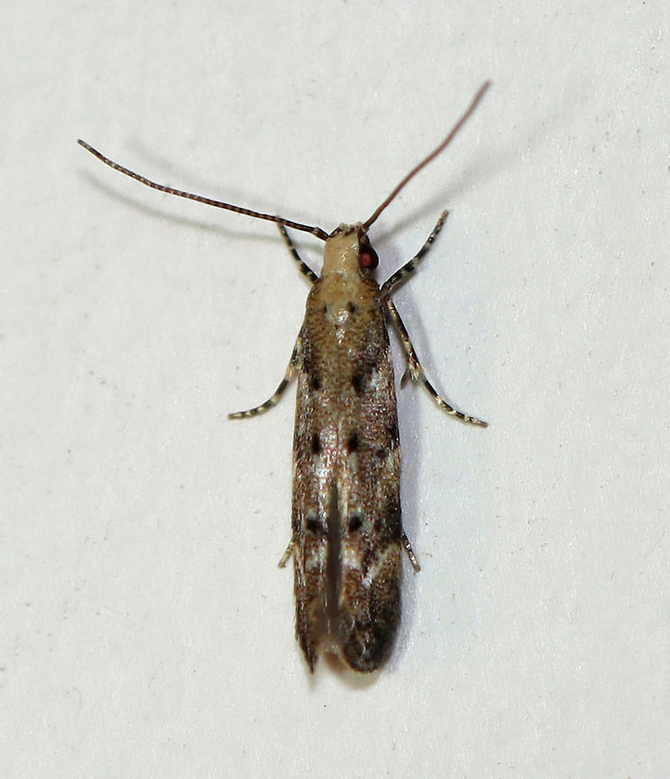 Conifer Needleminer - Coleotechnites coniferella TL: ~5 mm. Tan FW dotted with tufts of raised black and white scales. Slanting black lines along costa. V-shaped white ST line. Hosts: Unknown. Status: Common<br />
<br />
Habitat: Attracted to a 395 nm light in a semi-rural area<br />
<br />
2020(48) Coleotechnites,Coleotechnites coniferella,Geotagged,Spring,United States,conifer needleminer,moth