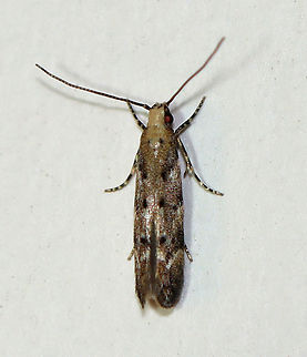 Conifer Needleminer - Coleotechnites coniferella TL: ~5 mm. Tan FW dotted with tufts of raised black and white scales. Slanting black lines along costa. V-shaped white ST line. Hosts: Unknown. Status: Common

Habitat: Attracted to a 395 nm light in a semi-rural area

2020(48) Coleotechnites,Coleotechnites coniferella,Geotagged,Spring,United States,conifer needleminer,moth