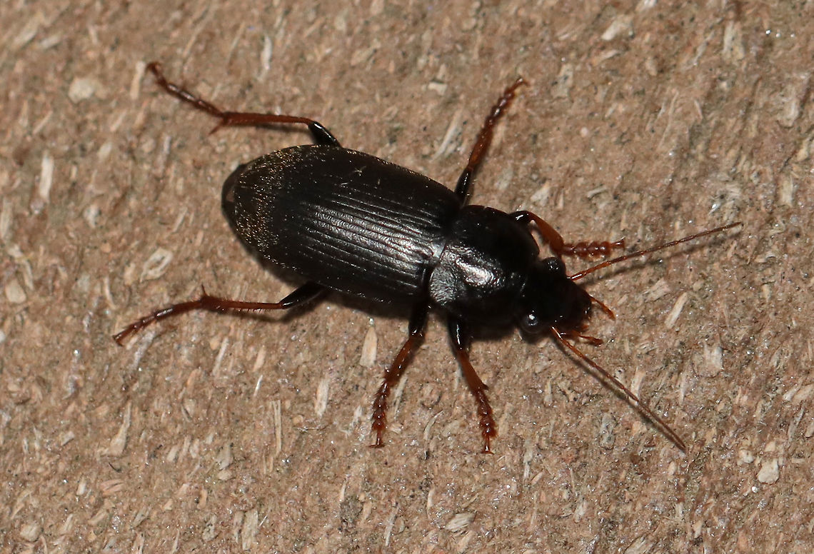 Amphasia sericea Habitat: Attracted to a light in a semi-rural area Amphasia sericea,Geotagged,Spring,United States,beetle,ground beetle