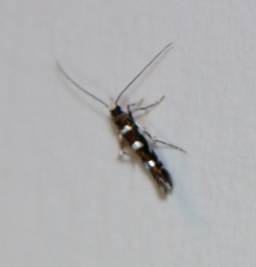 Locust Digitate Leafminer  - Parectopa robiniella The photo is obviously terrible, but we didn't have the adult recorded.<br />
<br />
Habitat: Attracted to a 395 nm light in a semi-rural area<br />
<br />
2020(49)<br />
 Geotagged,Locust Digitate Leafminer Moth,Parectopa,Parectopa robiniella,Spring,United States,moth