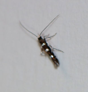 Locust Digitate Leafminer  - Parectopa robiniella The photo is obviously terrible, but we didn't have the adult recorded.

Habitat: Attracted to a 395 nm light in a semi-rural area

2020(49)
 Geotagged,Locust Digitate Leafminer Moth,Parectopa,Parectopa robiniella,Spring,United States,moth