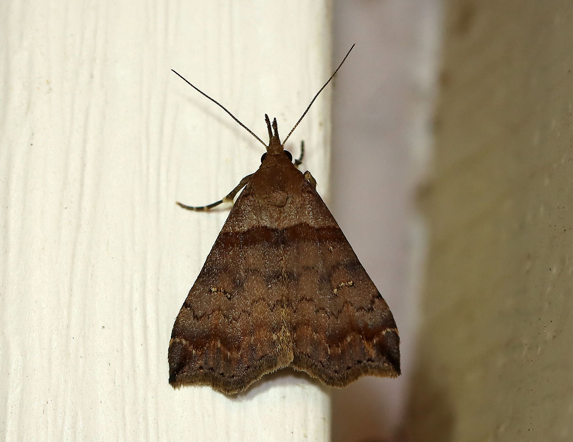 Ambiguous Moth - Lascoria ambigualis Total length: ~10 mm. Forewings were violet brown with straight AM line that was edged in black. Median and postmedian lines were scalloped. Reniform spots are oblique, white crescents.<br />
<br />
Habitat: Attracted to a 395 nm light in a semi-rural area.<br />
<br />
2020(50) Ambiguous moth,Geotagged,Lascoria ambigualis,Spring,United States,moth