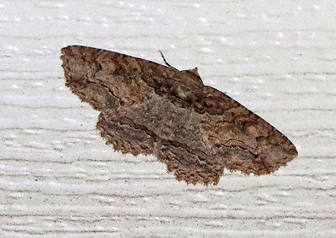 Maple Zale - Zale galbanata WS: ~ 40 mm. Brownish FW with bark-like pattern of thin wavy lines.Host: Maple. Status: Common

Habitat: Attracted to a 395 nm light in a semi-rural area.

2020(51) Geotagged,Spring,United States,Zale galbanata,maple zale,moth,zale