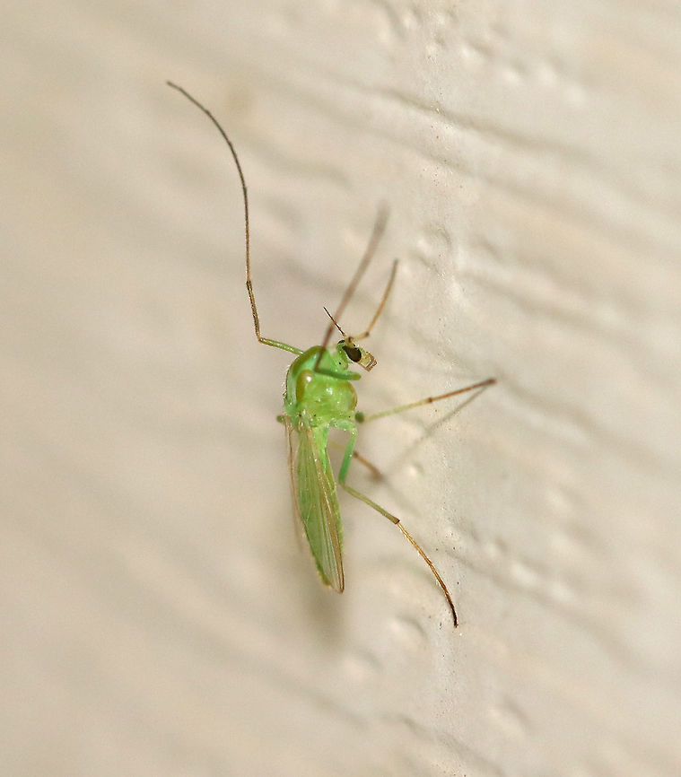 Green Midge - Tanytarsus Habitat: Attracted to a light in a semi-rural area Chironomidae,Geotagged,Green midge,Spring,Tanytarsus,United States,midge