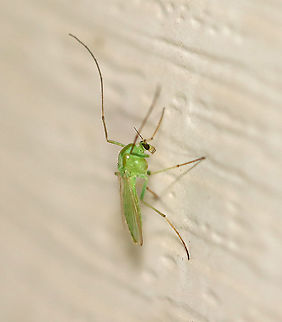 Green Midge - Tanytarsus Habitat: Attracted to a light in a semi-rural area Chironomidae,Geotagged,Green midge,Spring,Tanytarsus,United States,midge