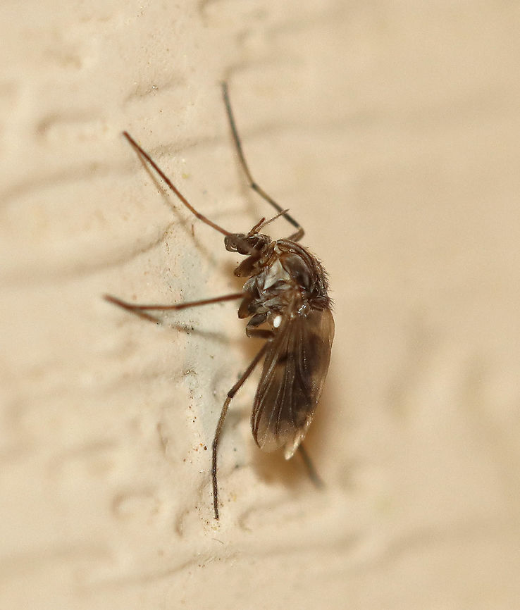 Midge - Procladius subgenus Holotanypus Species-level ID is probably not possible from photographs. <br />
<br />
Habitat: Attracted to a light in a semi-rural area Chironomidae,Geotagged,Holotanypus,Procladius,Procladius subgenus Holotanypus,Spring,United States,midge